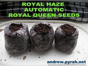 Royal Haze Automatic DAY 1