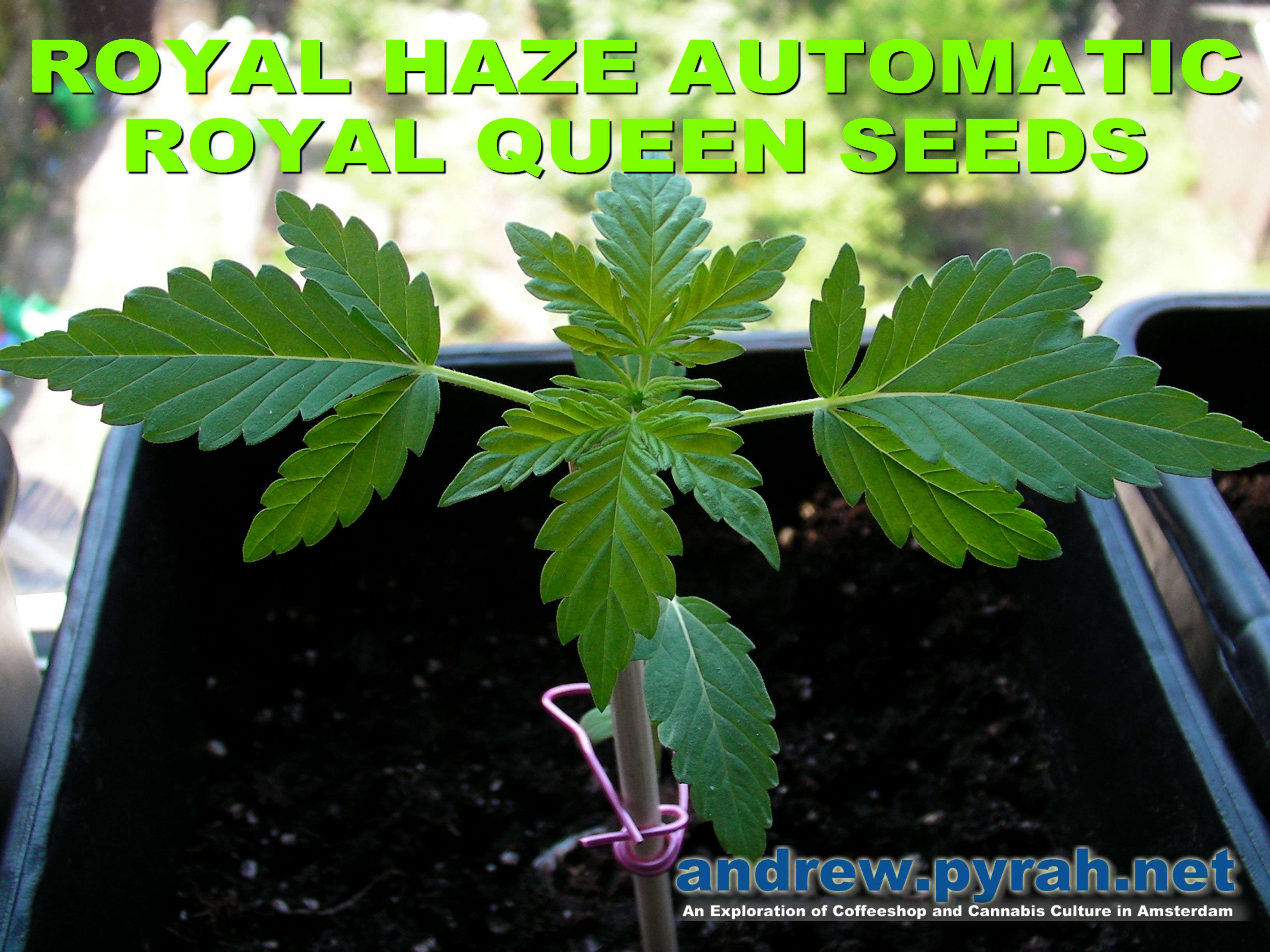 Royal Haze Automatic Day 21