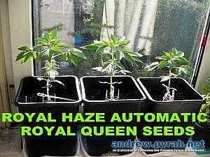 Royal Haze Automatic Day 31
