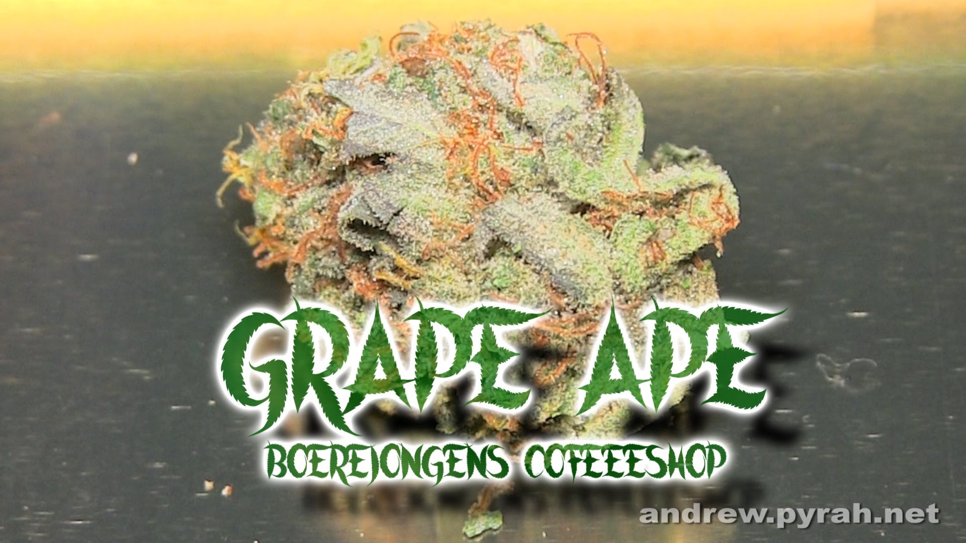 GRAPE APE Boerejongens Coffeeshop – Amsterdam Weed Review 2015