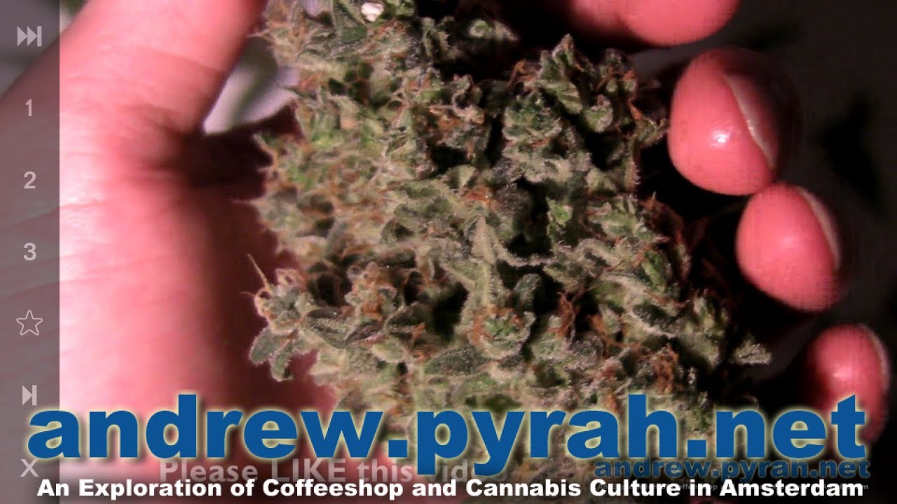 Royal Queen Seeds SWEET SKUNK AUTOMATIC Harvest & Trimming – Amsterdam Weed Review 2014