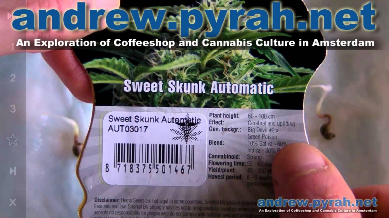 Sweet Skunk Automatic – Germinating the Seeds
