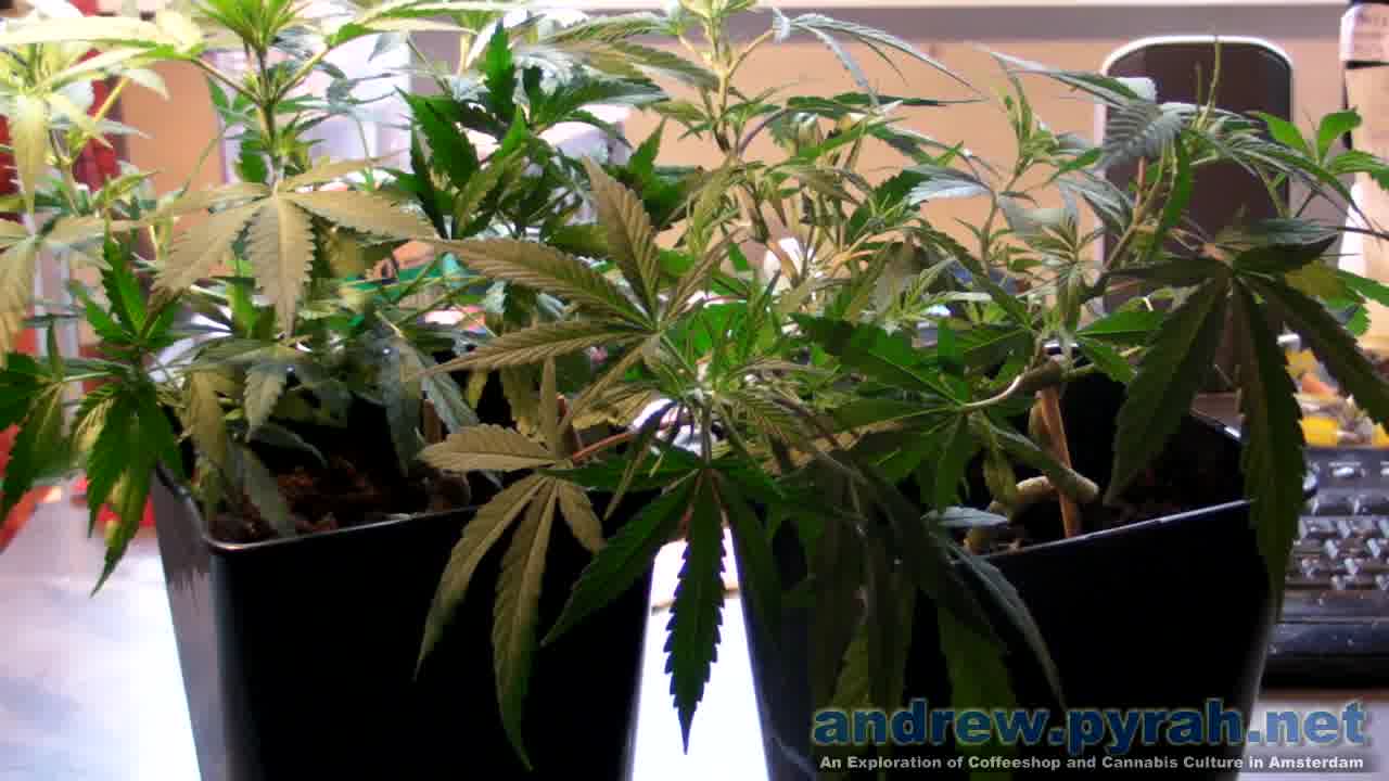 Plant Update – Cheese Cannabis Plants (LST Using Beeline)