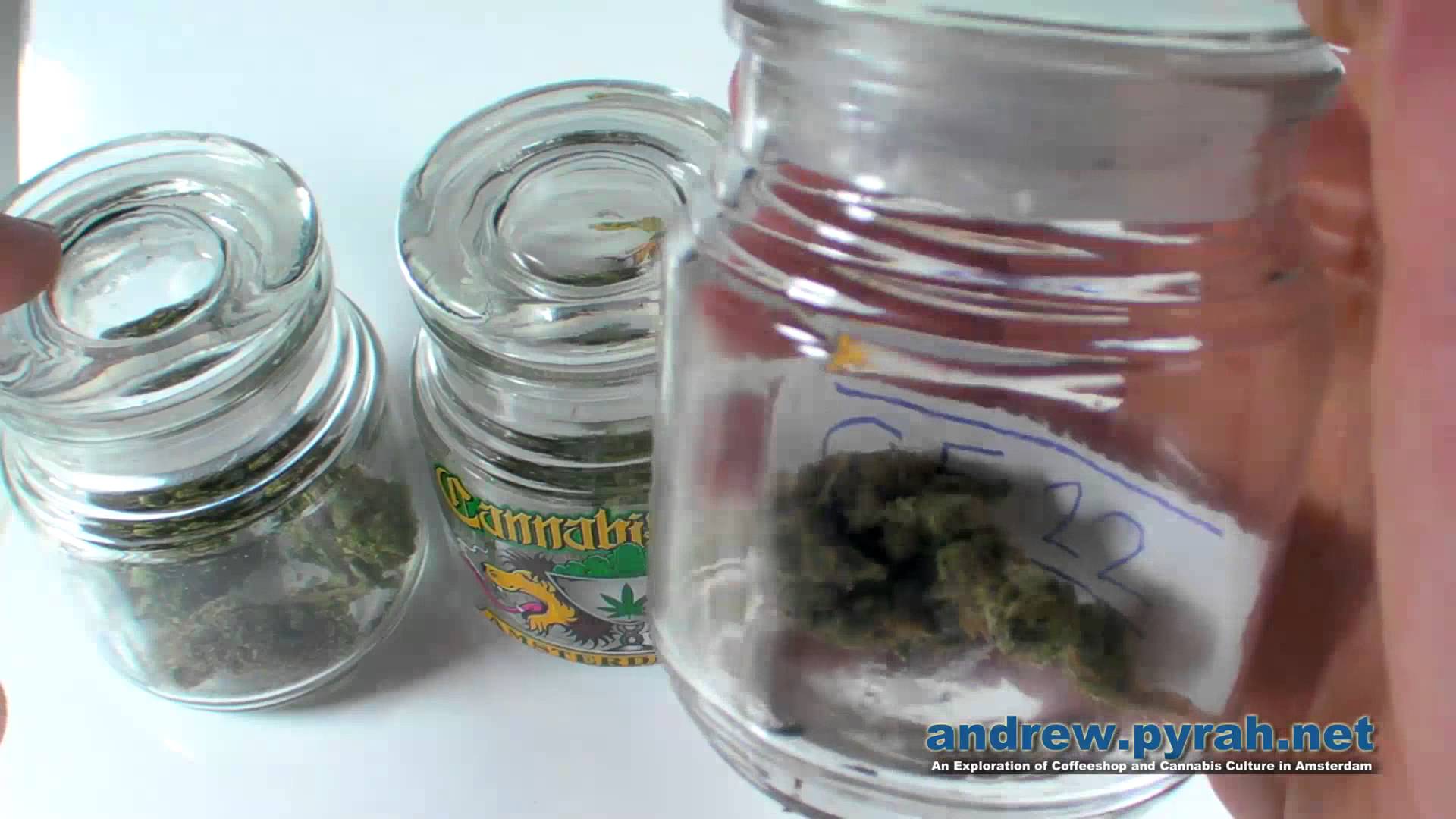 The Winning Strains – 2013 Cannabis Cup Amsterdam