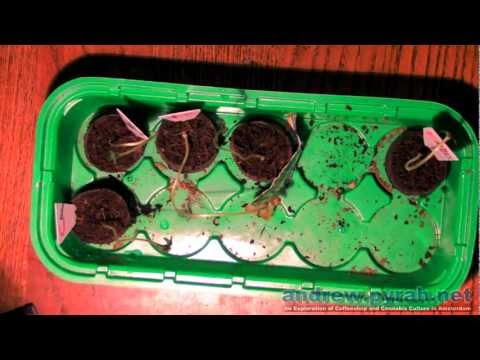 Part 2 Time To Grow Some Weed (The Seedlings)