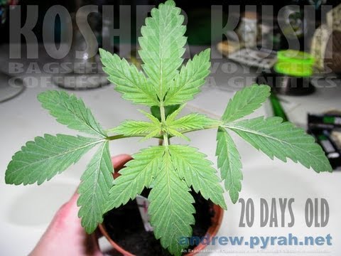 Part 5 Time To Grow Some Weed – The Soil Mix