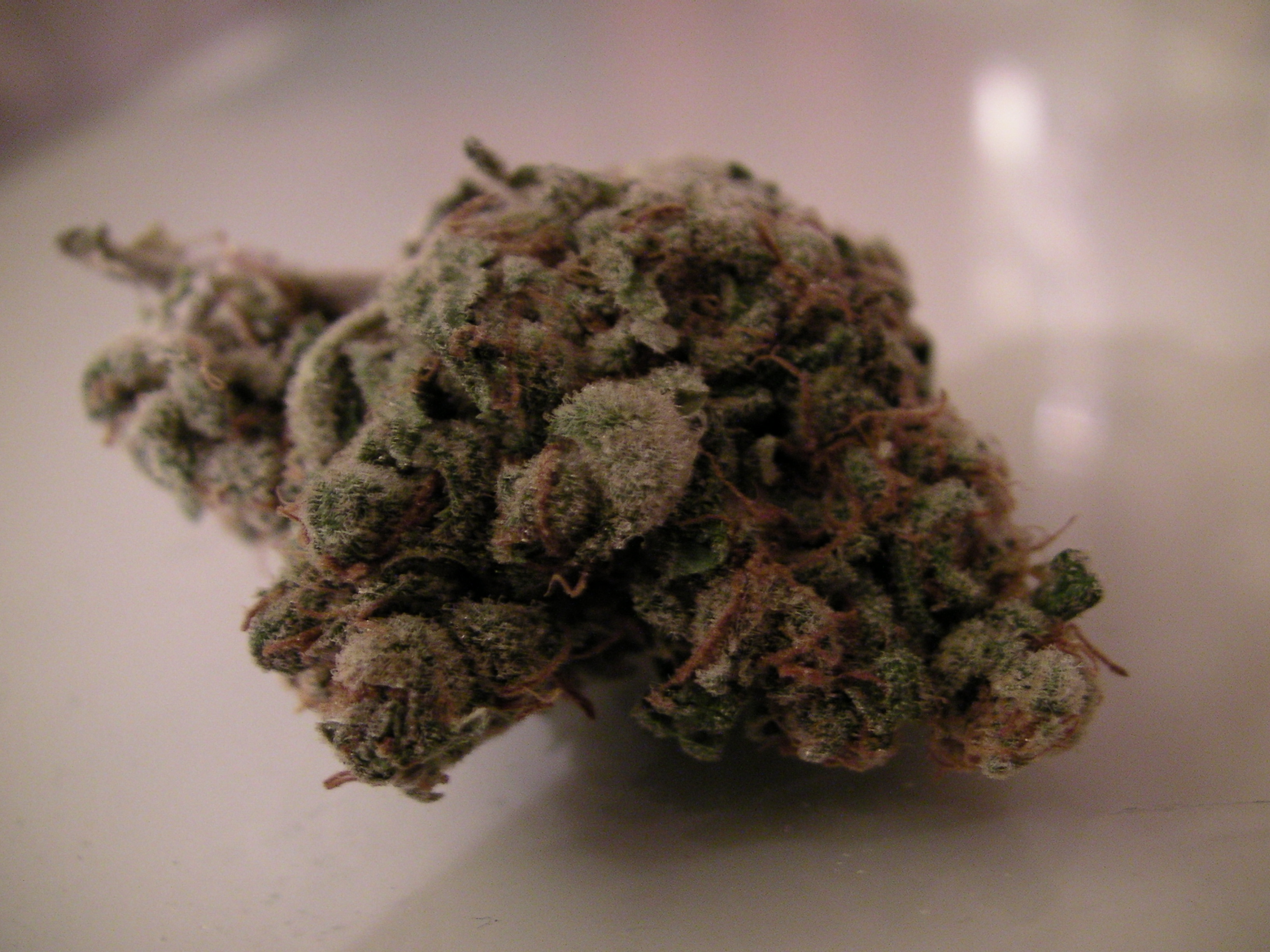 AK47 from The Greenhouse – Amsterdam Weed Review UNCUT
