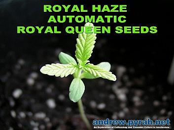 Royal Haze Automatic Day 10