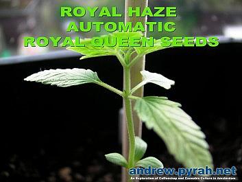 Royal Haze Automatic Day 17