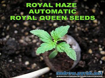 Royal Haze Automatic Day 17