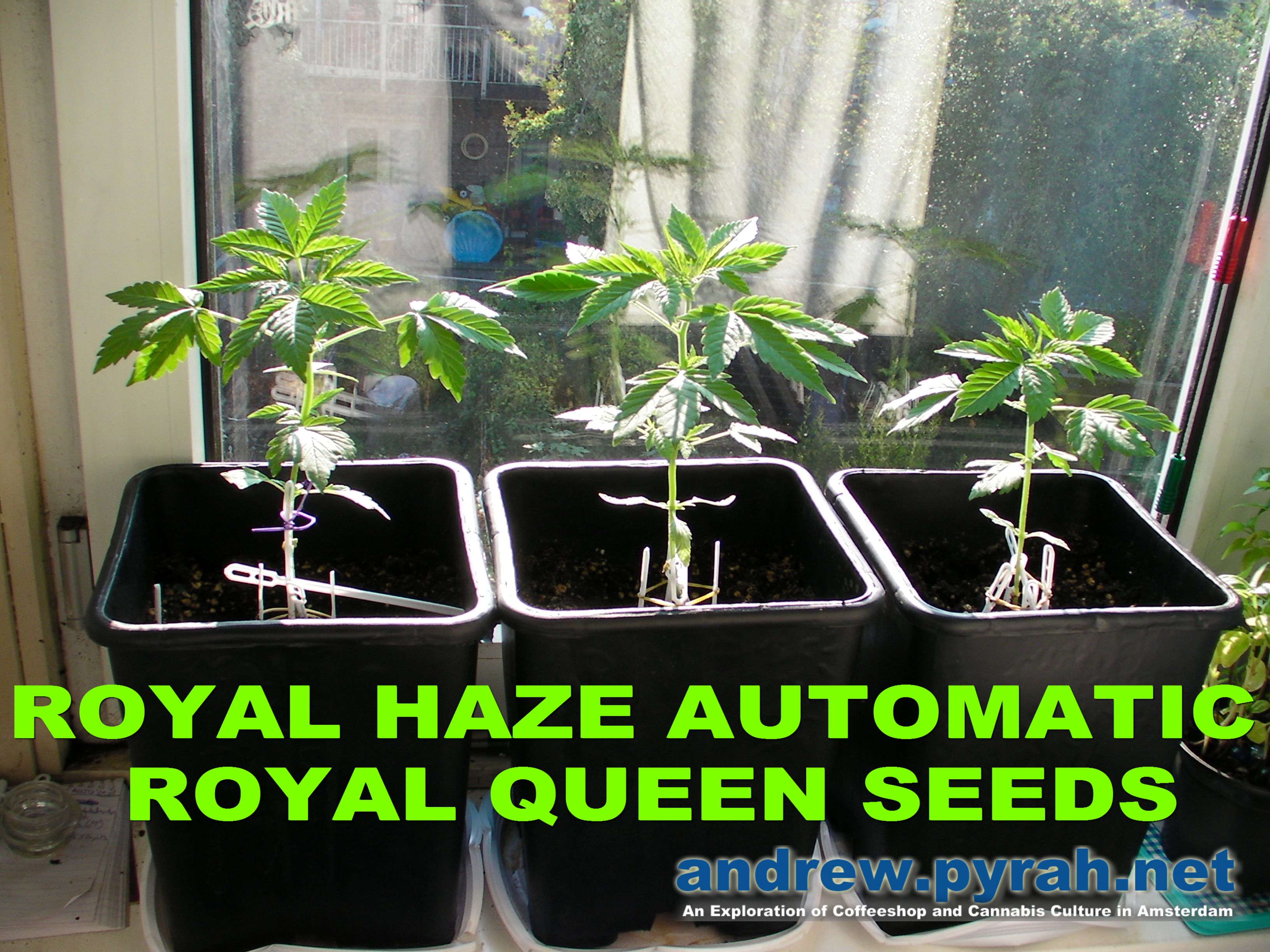 Royal Haze Automatic THE GROW DAY 33 They are fast growers