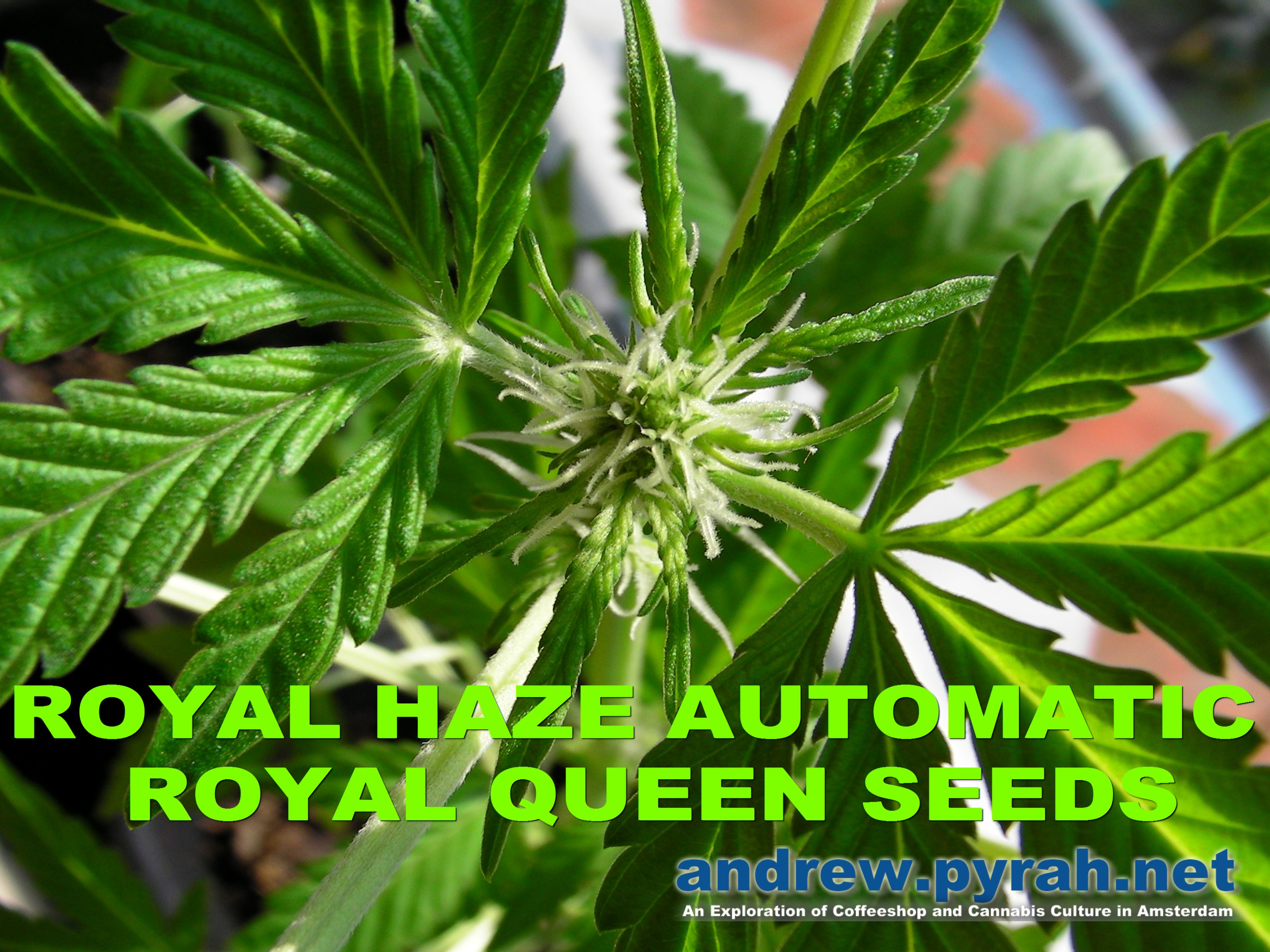 Royal Haze Automatic THE GROW Part 3 Flowering Begins