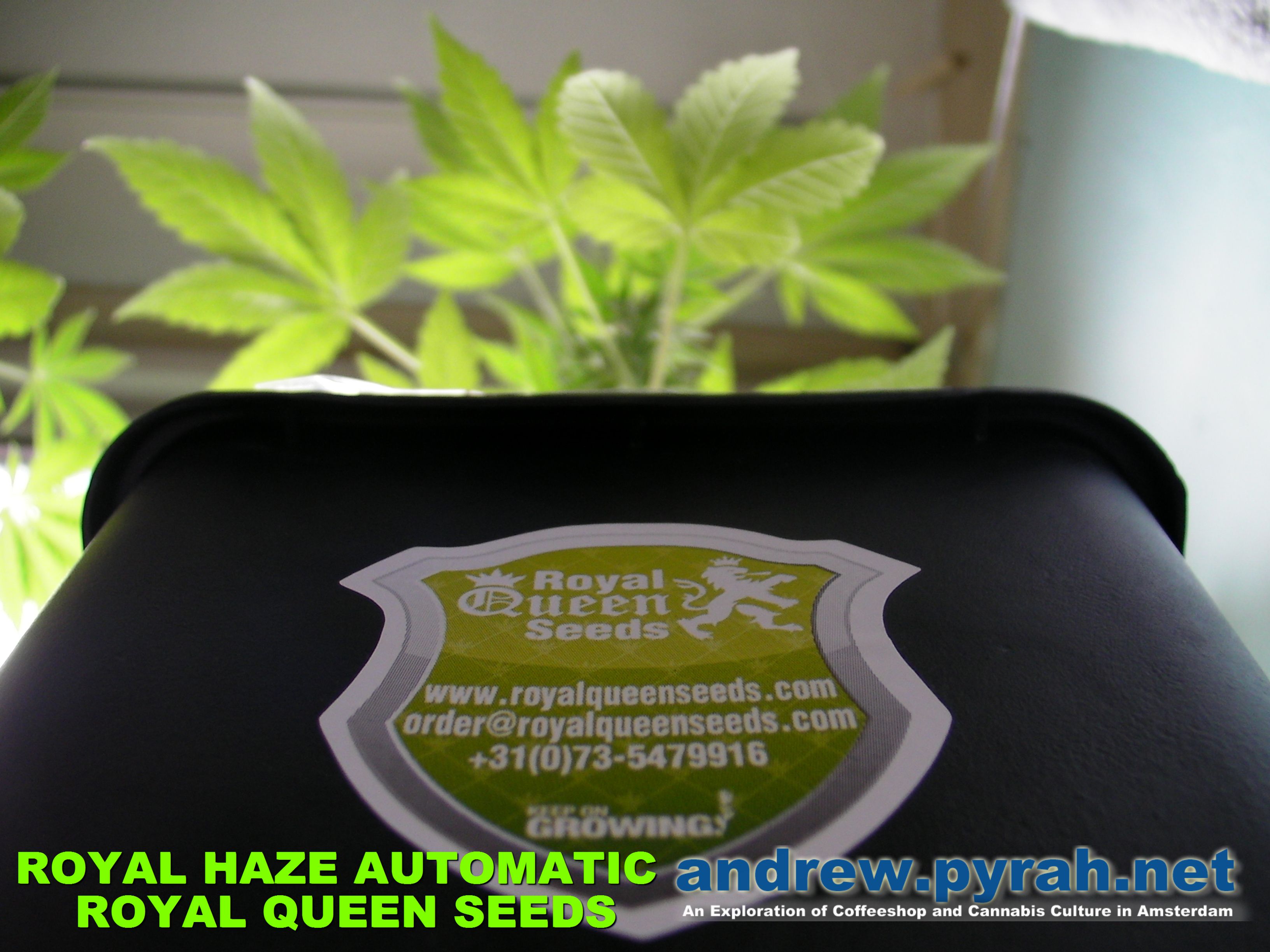Royal Haze Automatic THE GROW – FROM SEED TO BUD