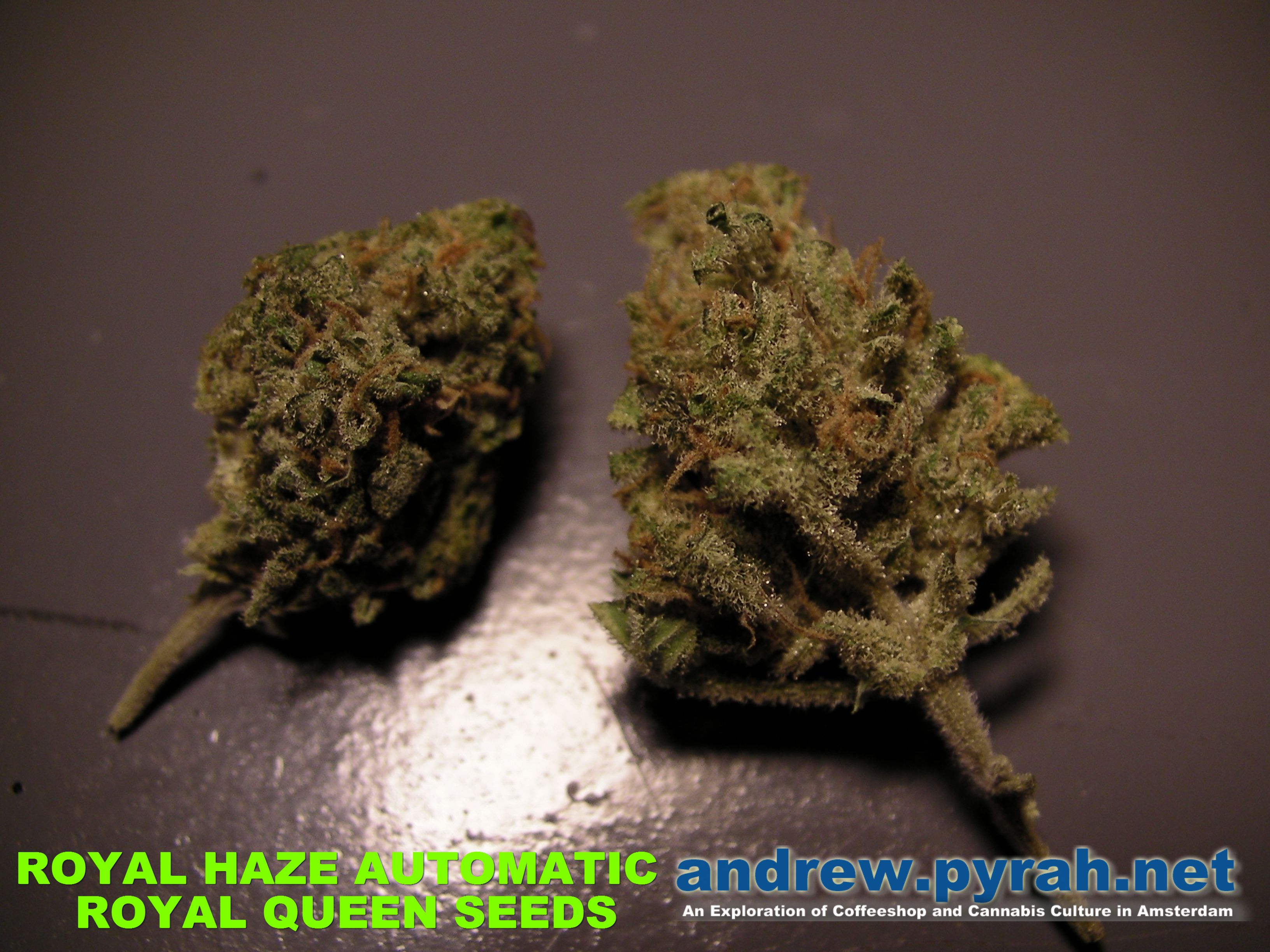 Royal Haze Automatic THE GROW – The Weed Review