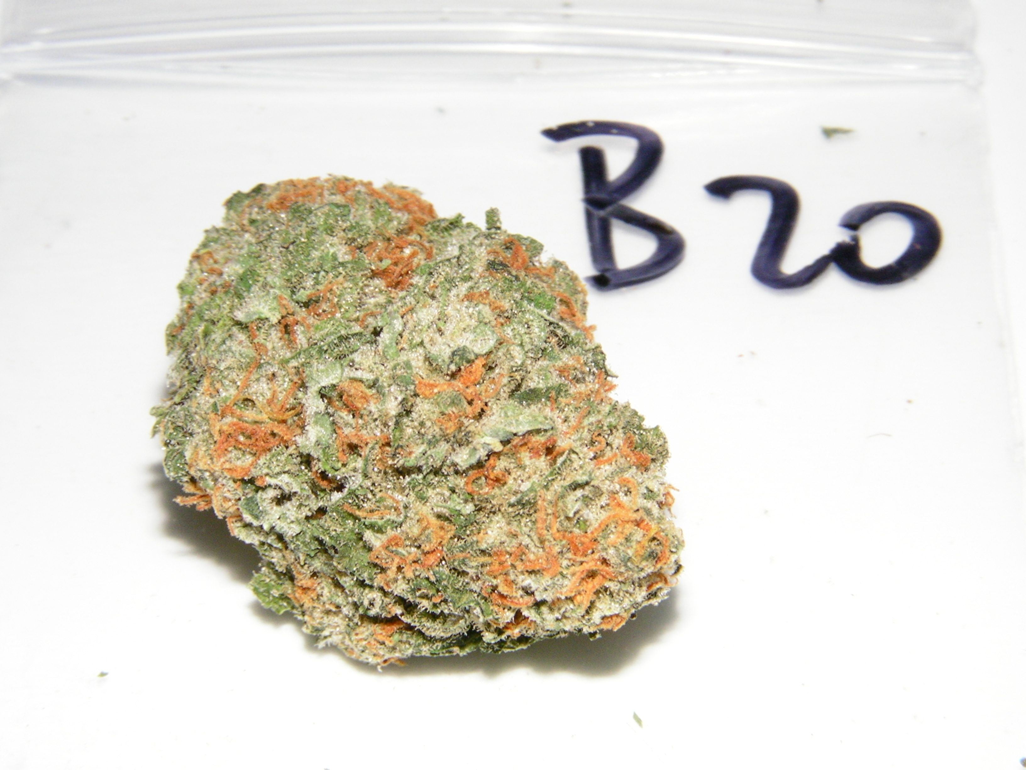 The Highlife (Cannabis) Cup 2012 – The Bio Category