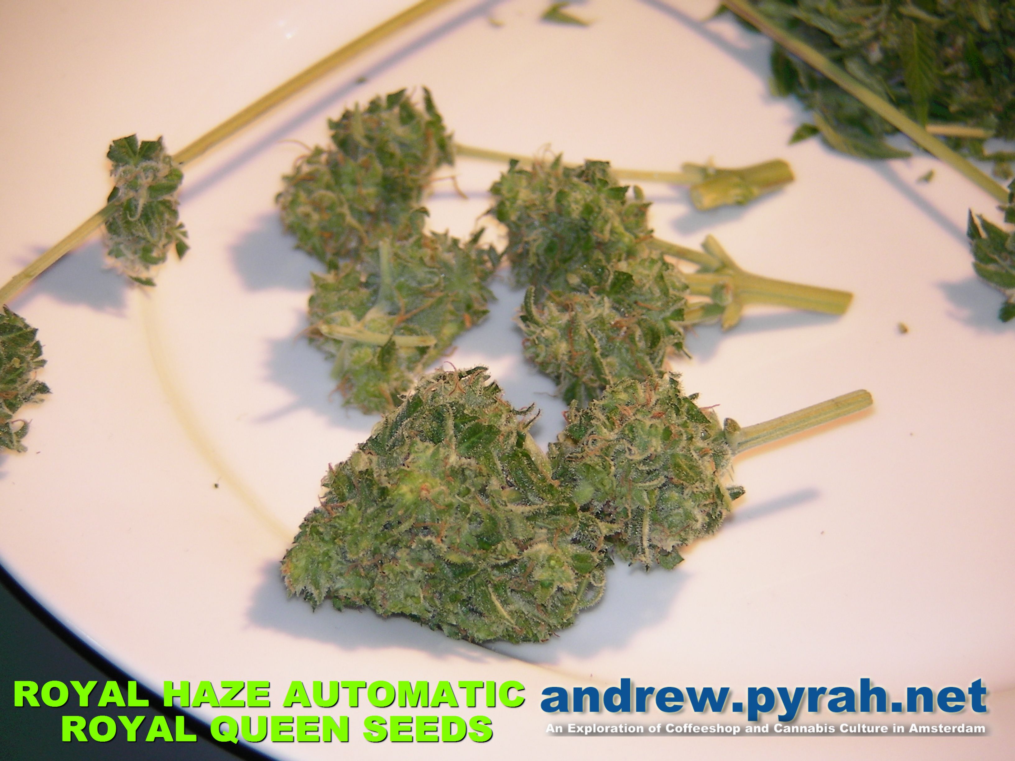 Royal Haze Automatic THE GROW – The Harvest Part 2 of 2