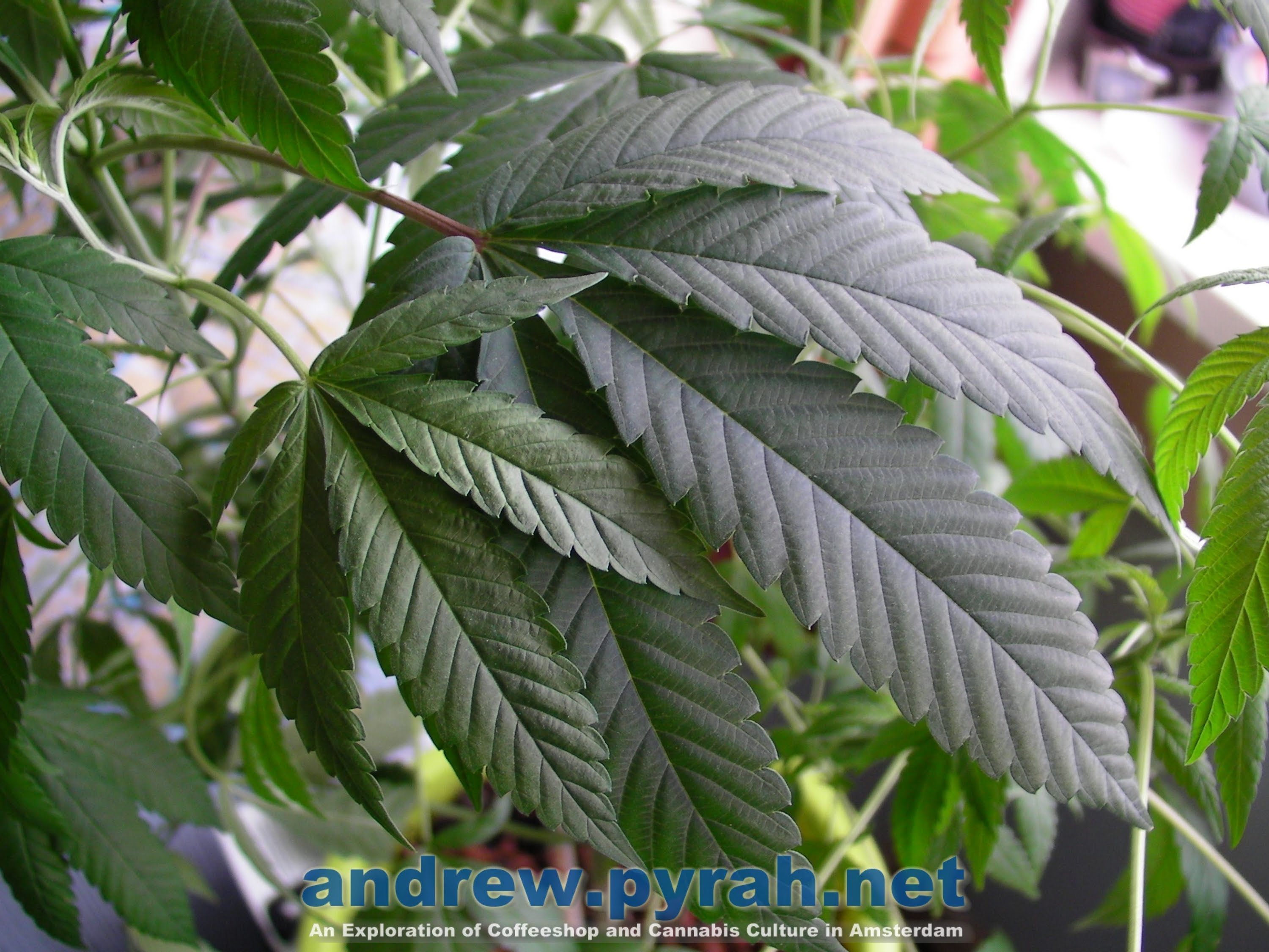 DNA Genetics Mexican Haze X Sleestack (Mexslee) Cannabis Plant Update May 2013