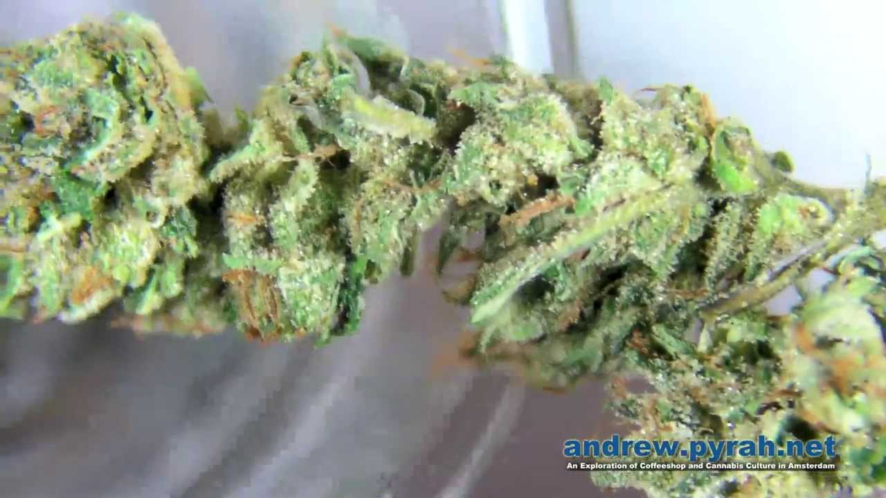 Flowerbomb Kush – The Greenhouse –  2nd Place Winner 2013 Cannabis Cup Amsterdam