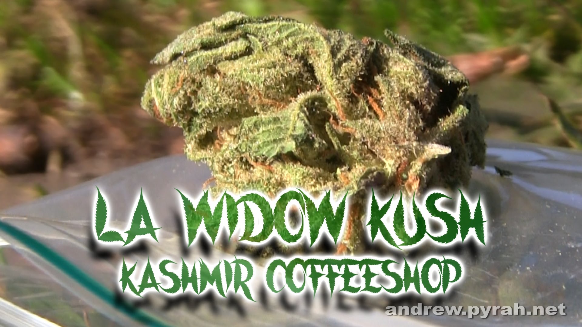 LA WIDOW KUSH Kashmir Coffeeshop & Flytlab H2Flo Vaporizer Review – Amsterdam Weed Review 2015