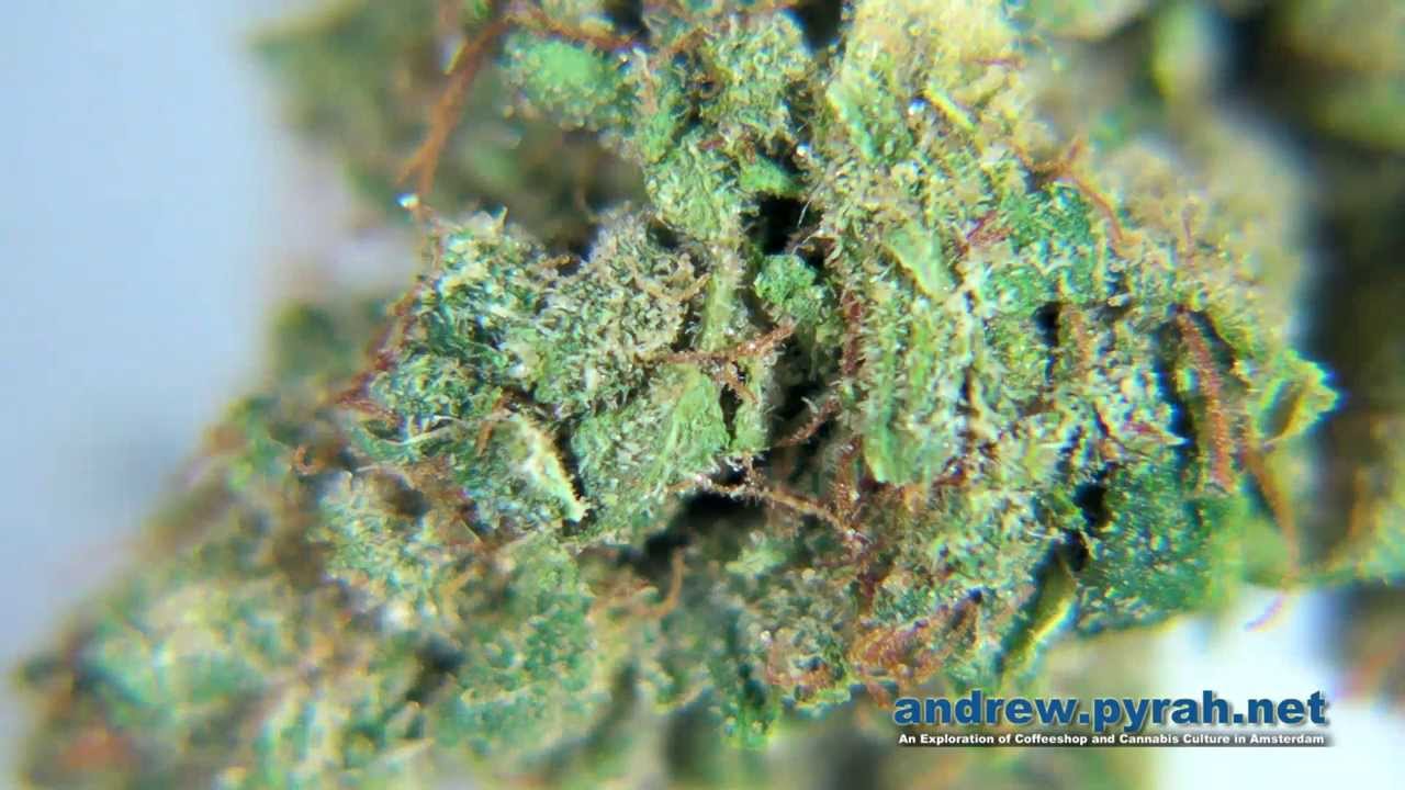 PERFECT PICK – GREY AREA COFFEESHOP – AMSTERDAM CANNABIS CUP 2013 ENTRIES
