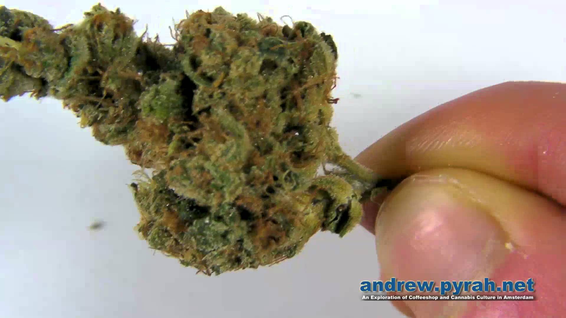 The Tangie – DNA Genetics & The Bushdocter – 3rd Place Winner 2013 Cannabis Cup Amsterdam